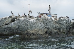 Saint and pelicans protecting fishermen             